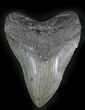 Large Fossil Megalodon Tooth - South Carolina #24449-1